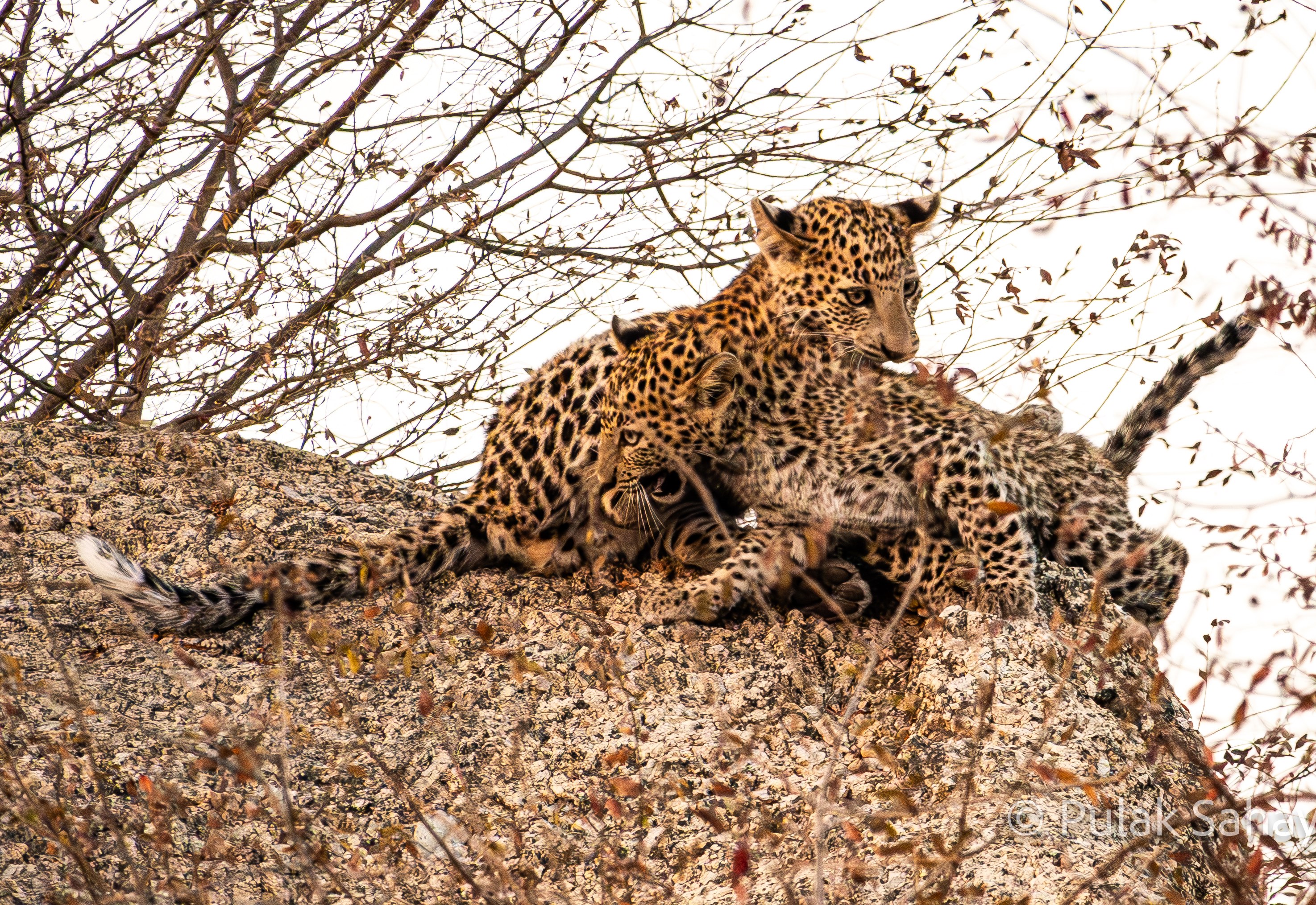 Cubs biting each other